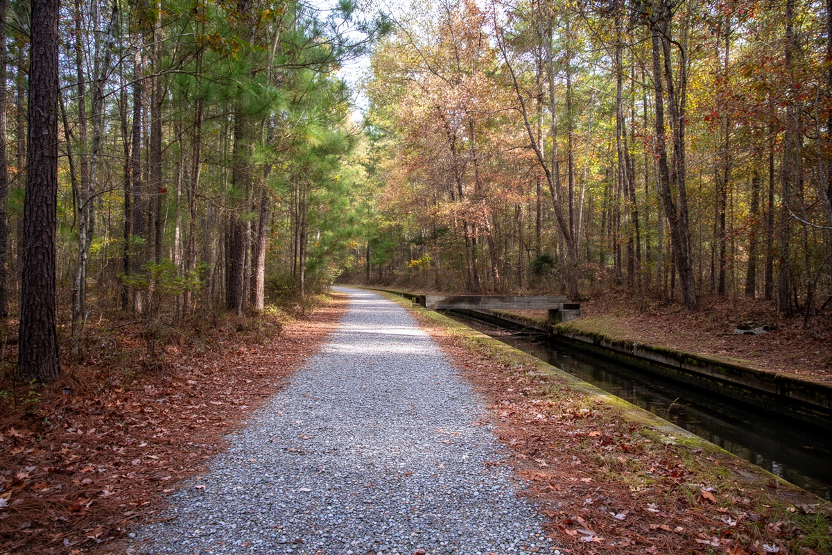 The old towpath of the Roanoke Canal, now a wooded walking trail between Roanoke Rapids and Weldon